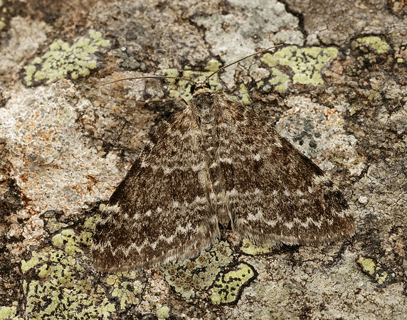 70.072 BF1744 Grey Mountain Carpet Entephria caesiata