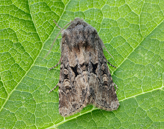 73.131 BF2353 Flounced Rustic Luperina testacea