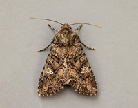 73.274 BF2154 Cabbage Moth Mamestra brassicae