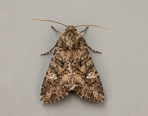 73.274 BF2154 Cabbage Moth Mamestra brassicae