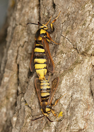 52.002 BF0370 Hornet Moth Sesia apiformis