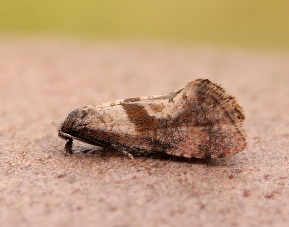 49.132 BF956 Cochylidia implicitana