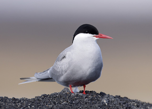 Arctic Tern Sterna paradisaea