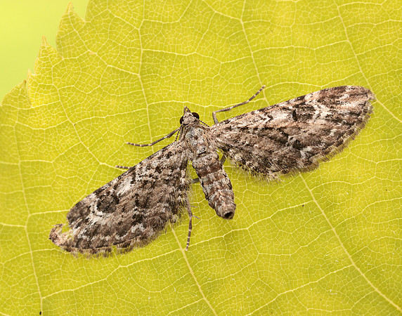 70.168 BF1846 Narrow-winged Pug Eupithecia nanata