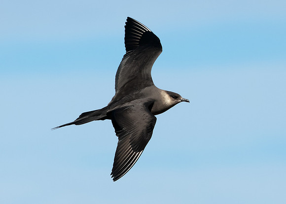 Arctic Skua Stercorarius parasiticus
