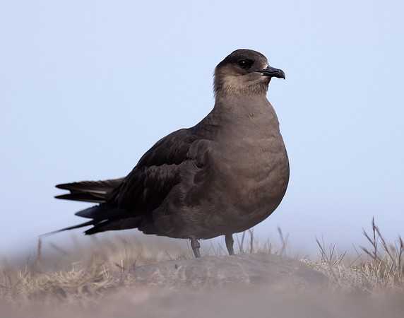 Arctic Skua Stercorarius parasiticus