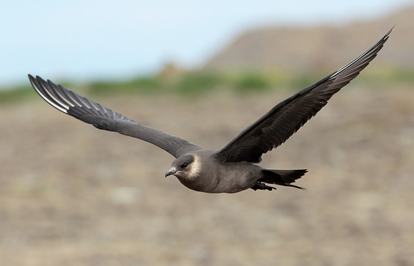 Arctic Skua Stercorarius parasiticus