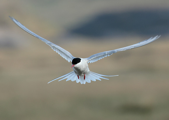 Arctic Tern Sterna paradisaea