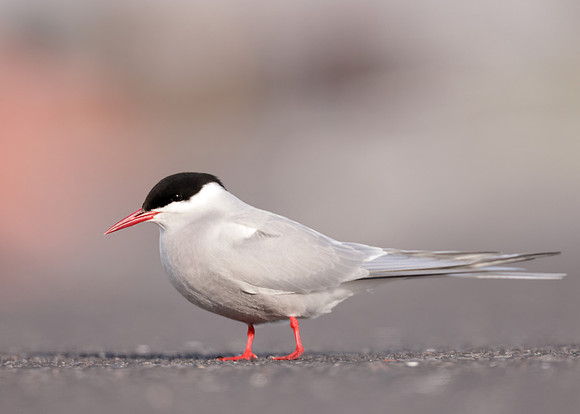 Arctic Tern Sterna paradisaea