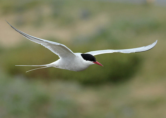 Arctic Tern Sterna paradisaea