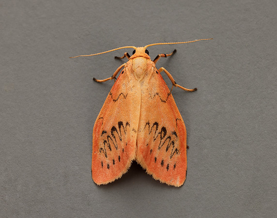 72.035 BF2037 Rosy Footman Miltochrista miniata