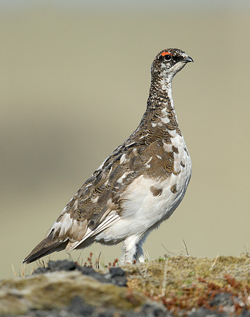 Ptarmigan Lagopus mutus