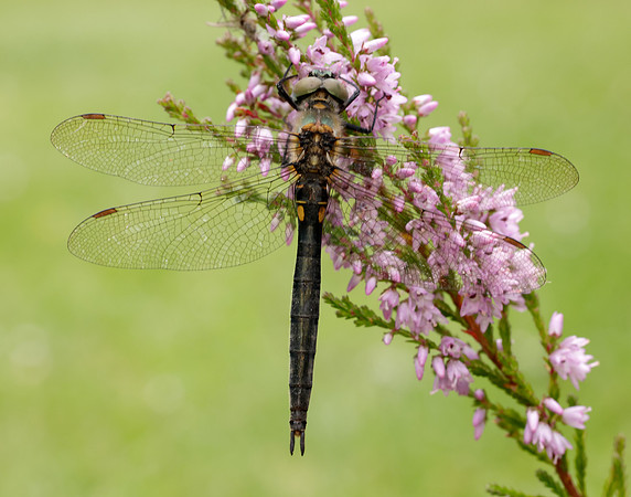 Northern Emerald Somatochlora arctica