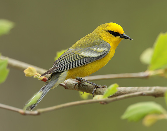 Blue-winged Warbler Vermivora cyanoptera