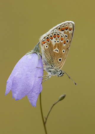 Common Blue Polyommatus icarus