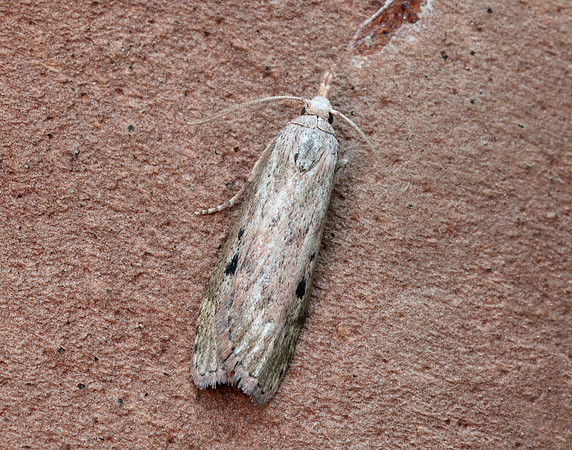 62.001 BF1428 Bee Moth Aphomia sociella