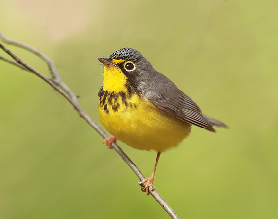 Canada Warbler Cardellina canadensis