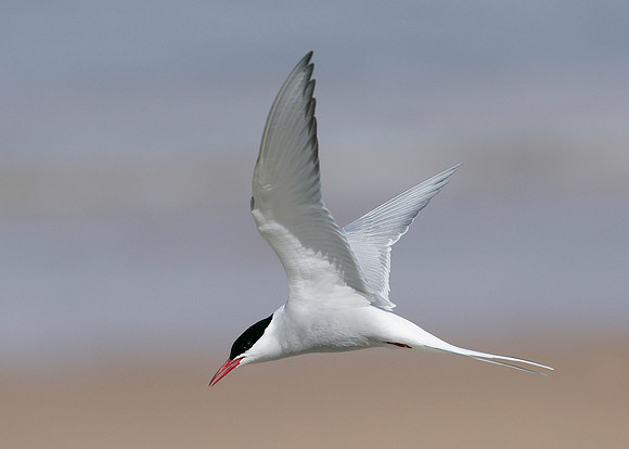 Arctic Tern Sterna paradisaea