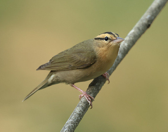 Worm-eating Warbler Helmitheros vermivorum