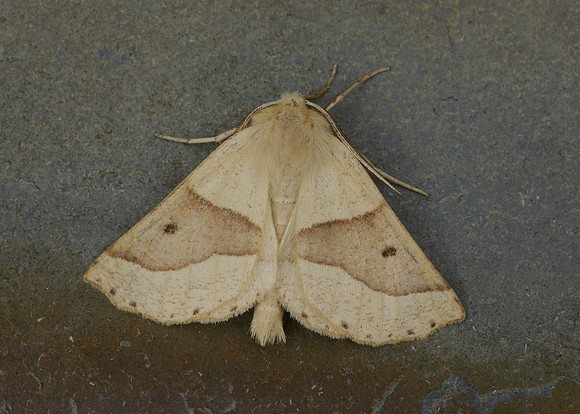 70.24 BF1921 Scalloped oak Crocallia elinguaria