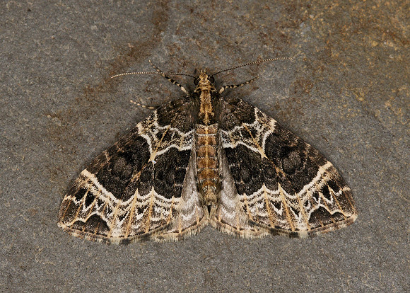 70.094 BF1759 Small Phoenix Ecliptopera silaceata