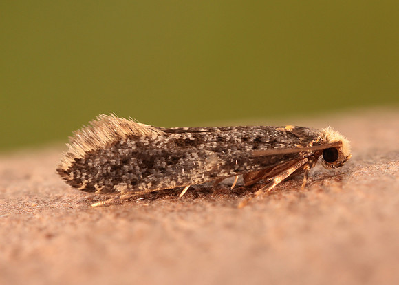 12.036 BF227 Skin Moth Monopis laevigella