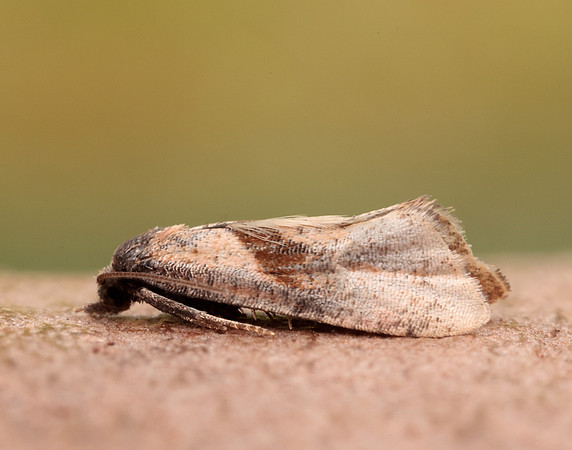 49.132 BF956 Cochylidia implicitana