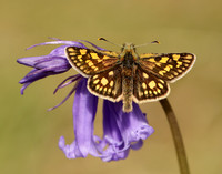 Chequered Skipper Carterocephalus palaemon