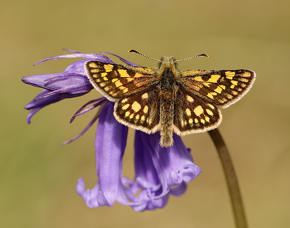 Chequered Skipper Carterocephalus palaemon