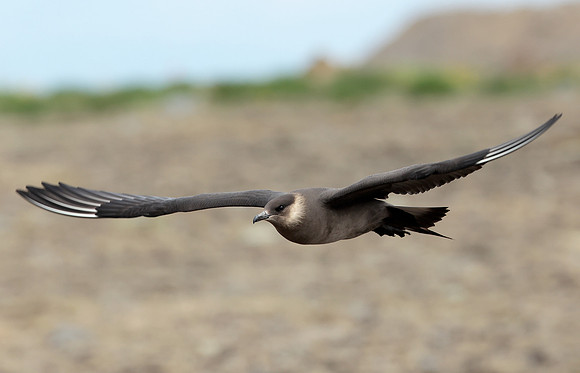Arctic Skua Stercorarius parasiticus