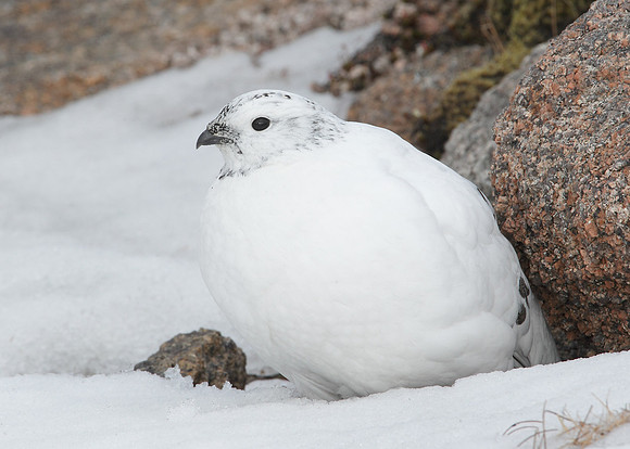 Ptarmigan Lagopus mutus