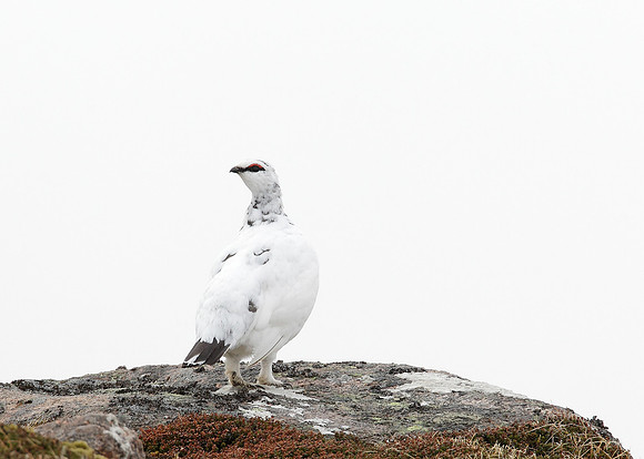 Ptarmigan Lagopus mutus