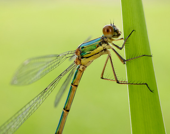 Willow Emerald Chalcolestes viridis