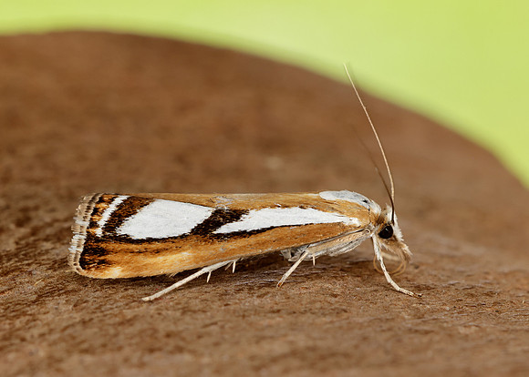 63.096 BF1310 Catoptria permutatellus