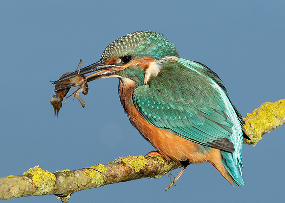Kingfisher Alcedo atthis