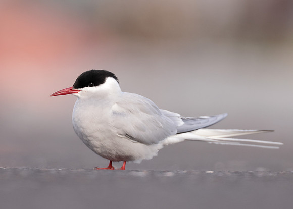 Arctic Tern Sterna paradisaea