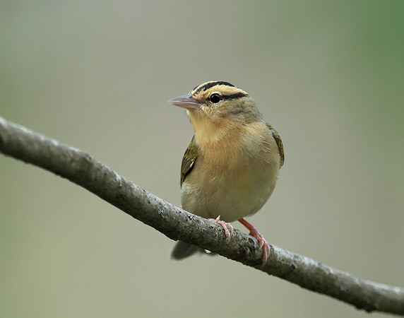 Worm-eating Warbler Helmitheros vermivorum