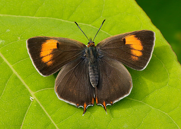 Brown Hairstreak Thecla betulae