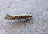 18.001 BF464 Diamond-back Moth Plutella xylostella