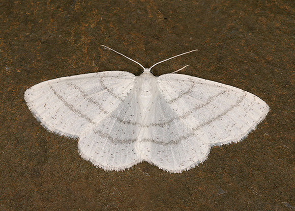 70.277 BF1955 Common White Wave Cabera pusaria