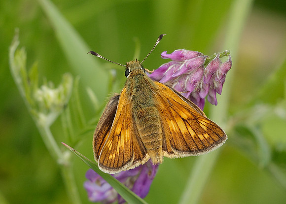 Large Skipper Ochlodes venata