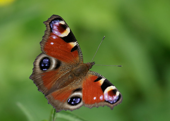 Peacock Inachis io