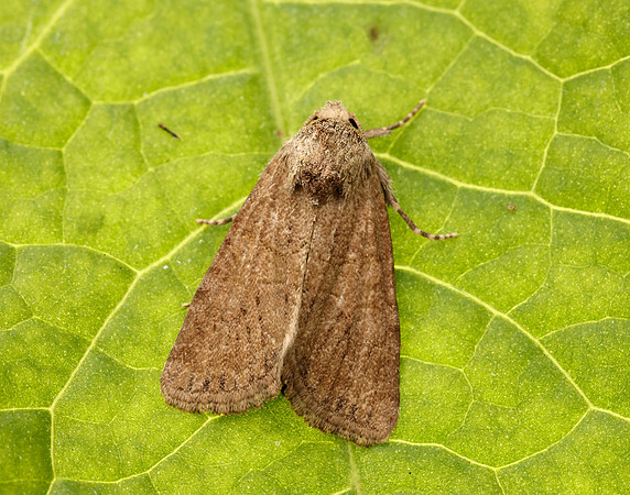 73.172 BF2341 Cloaked Minor Mesoligia furuncula