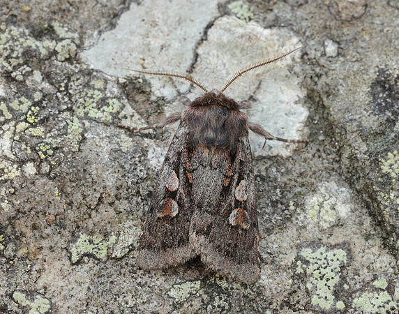 73.363 BF2125 Northern Dart Xestia alpicola