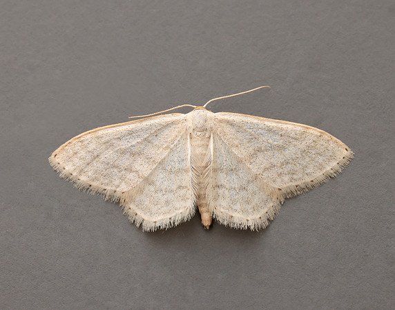 70.009 BF1709 Satin Wave Idaea subsericeata
