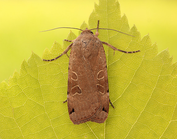 73.344 BF2108 Lunar Yellow Underwing Noctua orbona