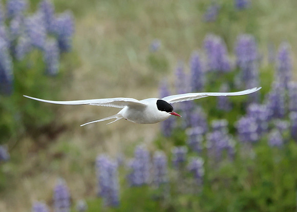 Arctic Tern Sterna paradisaea