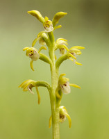 Coralroot Orchid Corallorhiza trifida