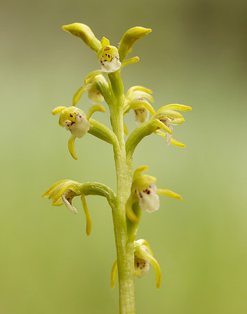 Coralroot Orchid Corallorhiza trifida