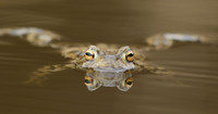 Common Toad Bufo bufo
